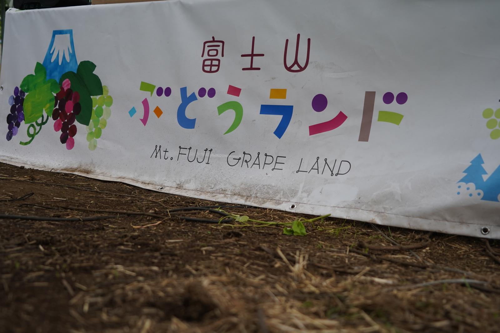 富士山ぶどうランド