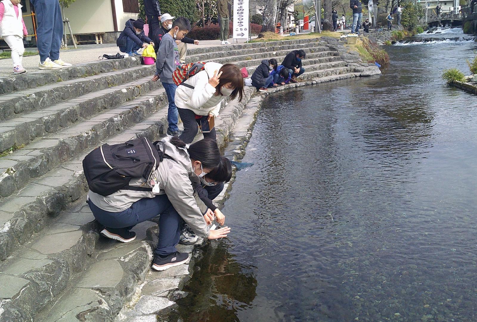 卵から育てたにじますの稚魚を放流