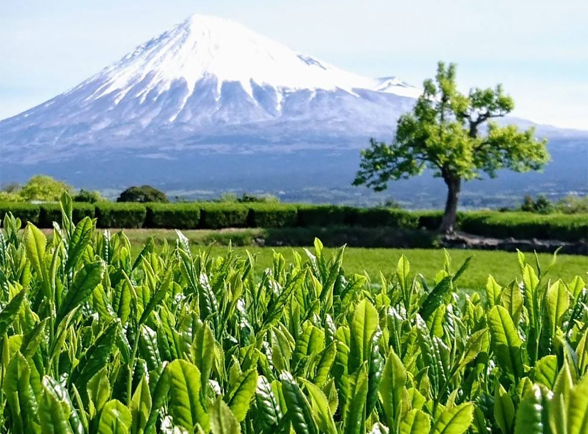 富士宮初の抹茶を生産。世界的抹茶ブームにのって海外へ | 富士宮
